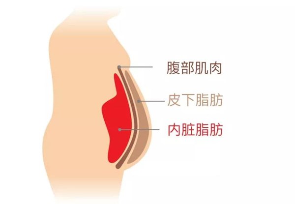 VSPORTS体育官网體育為您講解:內臟脂肪要怎么減